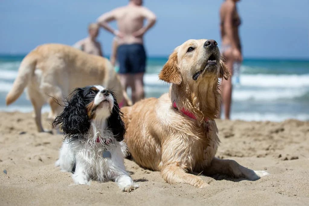 Animali ammessi in hotel – Hotel del Sole San Vincenzo pet friendly a San Vincenzo